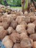 Semi Husked Coconut 