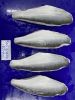 Frozen Pangasius/Swai/...