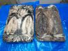 Frozen Cuttlefish W/R
