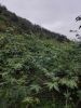 Wholesale Natural Orga...