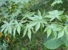 Blackberry leaf is cur...