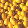 Quality Fresh Lemons / Fresh Grapes / Fresh Orange Grade A 