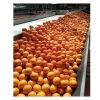 Quality Fresh Lemons / Fresh Grapes / Fresh Orange Grade A 
