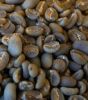 Arabica Java Preanger Coffee Beans