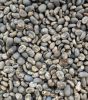 Arabica Gayo Coffee Beans
