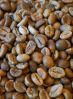 Robusta coffee beans