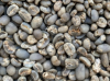 Arabica Gayo Grade 1 Coffee Beans