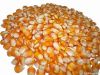 Yellow Corn /Yellow Ma...