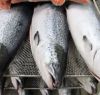 Frozen Atlantic Salmon...