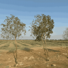 Rhode grass