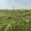 Rhode grass