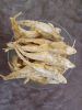 Dried Fish 