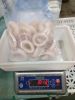 Frozen Argentina Squid Ring Frozen Giant Squid Rings Processed Indian Squid Ring
