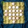 Egg Trays 30 Chicken E...