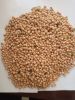 Chickpea