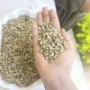 coffee Arabica