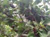 Cherries