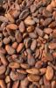 cocoa bean