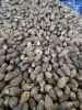 Betel Nuts