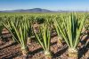 sisal fiber