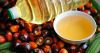 Premium Quality Palm Olein Oil for Cooking & Frying - Wholesale Price