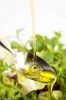 Premium Quality Salad Oil for Cooking and Dressing