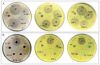 Organic CFS Layer 0.25% Premix for Poultry Ã¢ï¿½ï¿½ Egg Production Enhancer