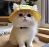  adorable sun hat