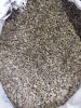 Robusta All Grades