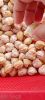 Candlenut (Aleurites M...