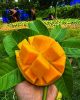 The world best fresh t...