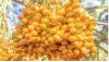 dates