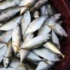 Frozen  Indian Mackere...