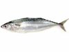 Frozen  Indian Mackere...