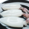 Frozen  Squid