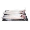 Frozen  Squid