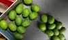 Avocados
