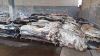 Wet Salted Cow Hides a...