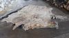 Wet Salted Cow Hides a...