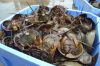 Horseshoe Crab Blood