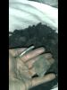 Palma Charcoal