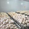 Vietnam Fresh Coconut