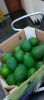 Fresh Avocados