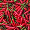 Bird eye chilli, Carda...