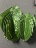 Product Name: Fresh Be...