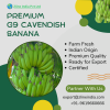 G9 Cavendish Banana