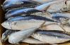 Frozen Mackerel(Scomber japonicus -Pacific mackerel)