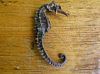 Dried Sea Horse Export...