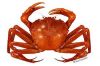 Premium Frozen Crabs E...