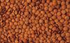 Red lentils